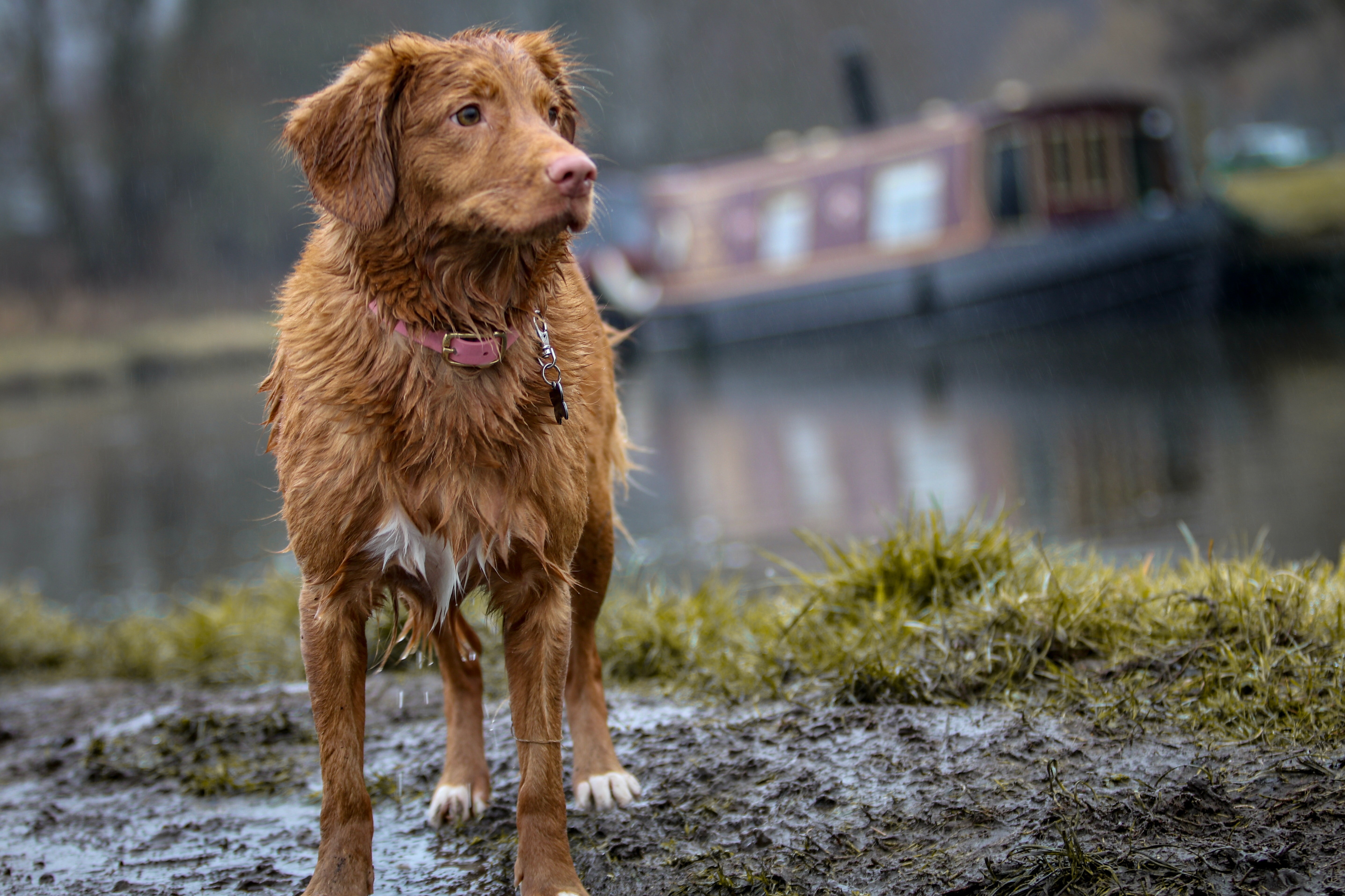 dog on canal towpath with narrowboat in background