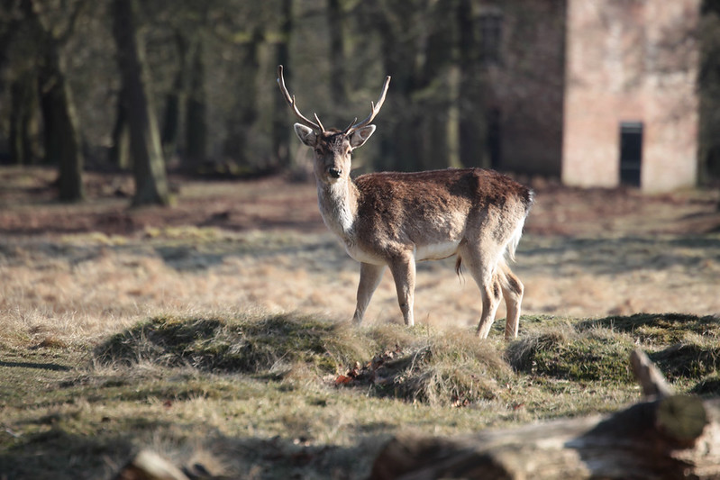 Deer at Dunham Massey Park